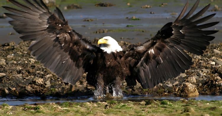 Sea Otter & Wildlife Quest
