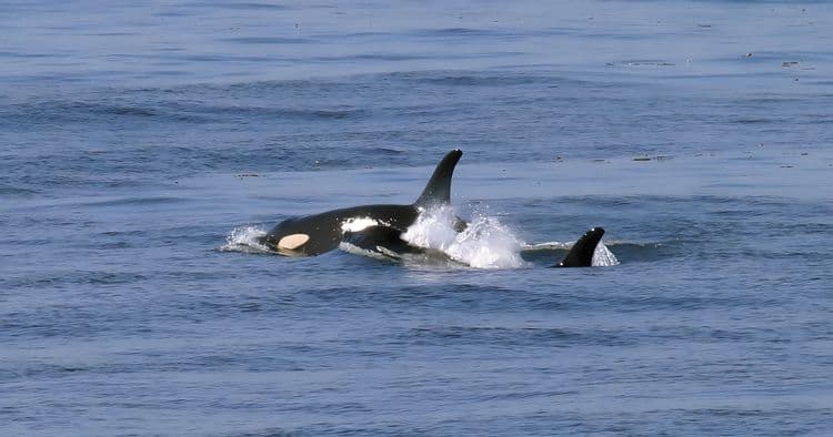 Ocean Wildlife & Orca Exploration