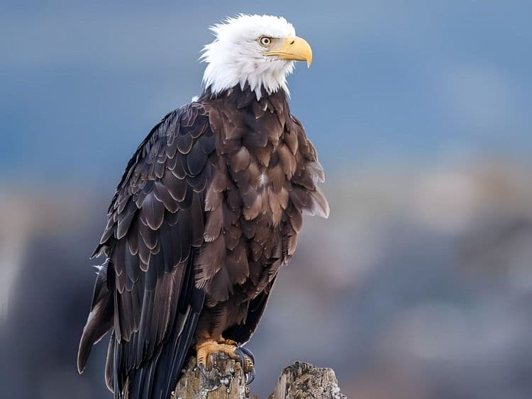 Alaska Raptor Center & Rain Forest City Walk