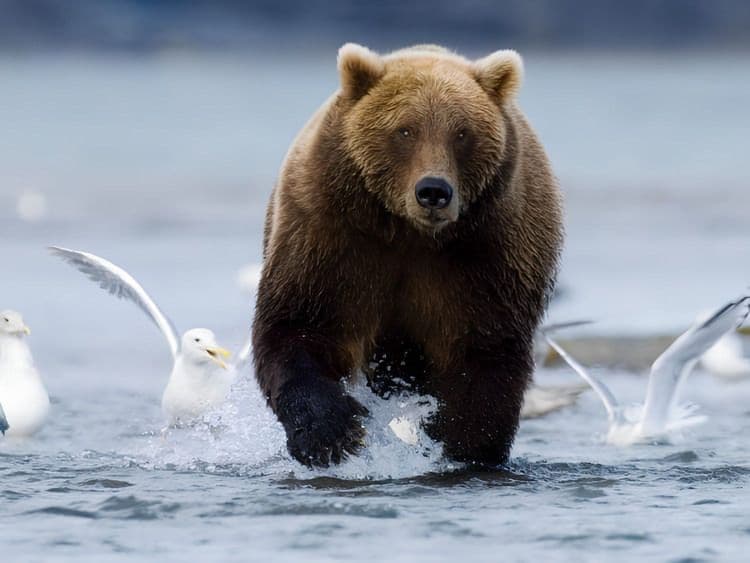 Birds, Bears & Barnacles