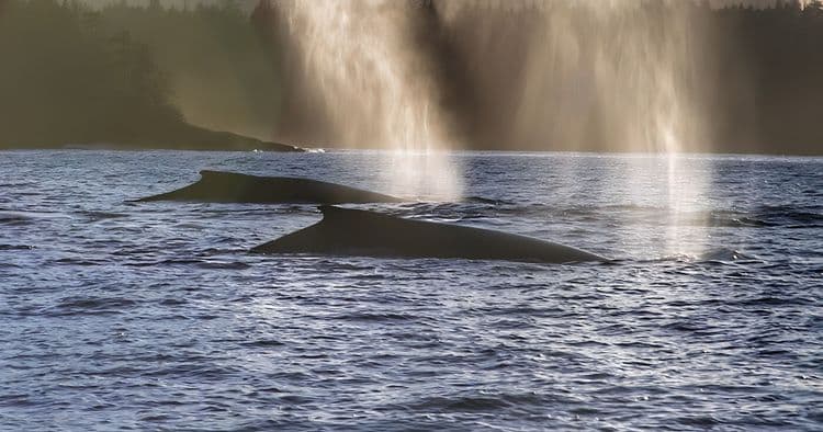 VIP Wildlife Quest & Fin Island Lodge