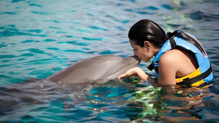 Blue Lagoon Island VIP Dolphin Swim & Beach