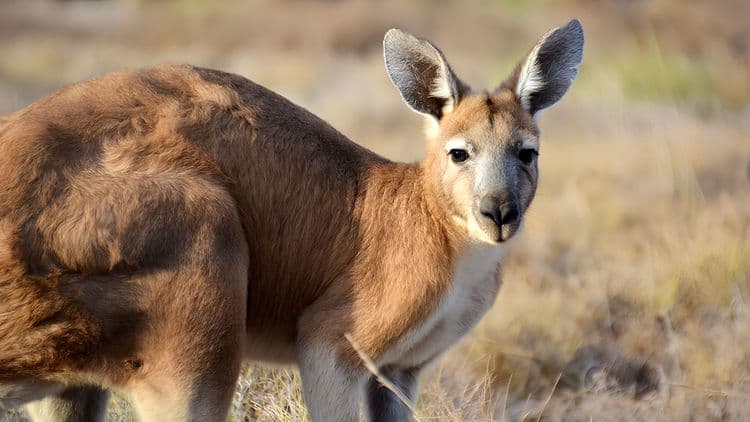 Historic Hobart, Port Arthur & Wildlife