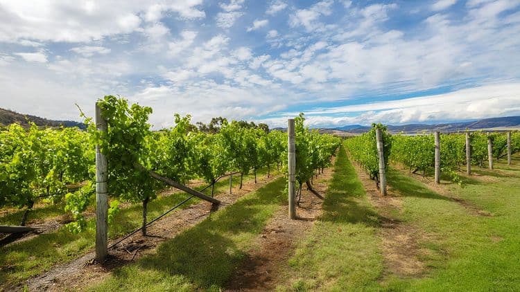 Historic Hobart, Countryside and Winery