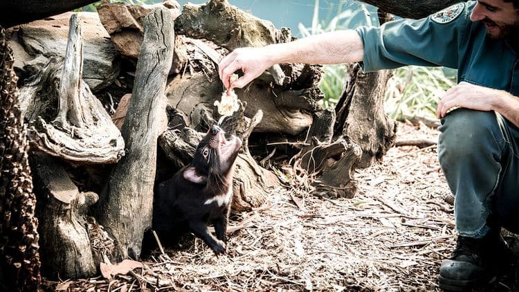 Richmond and Tassie Devils