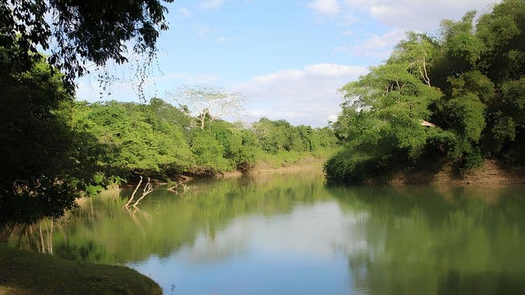 Scenic Wildlife River Safari