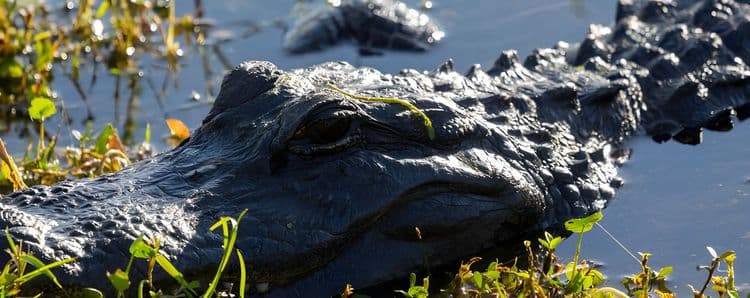 Everglades Eco-Adventure with airport drop-off (MIA)