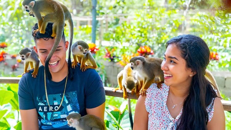 Monkeyland Adventure