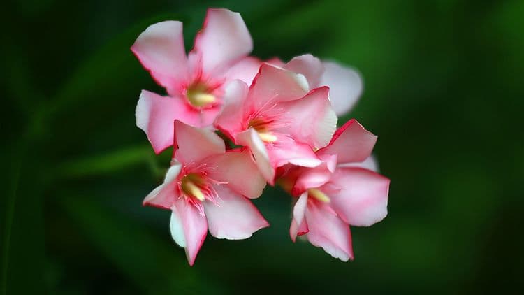 Abraham Hicks Exclusive - Explore Puerto Plata Nature´s Treasures