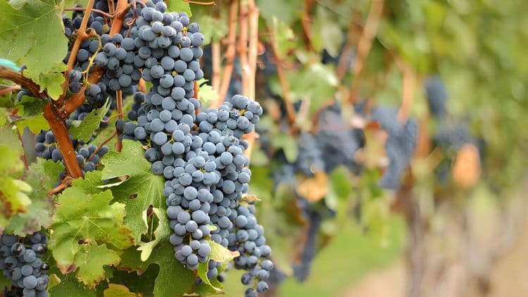 Woodinville Wine Country