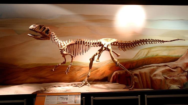 Punta Loma, Paleontological Museum and Gaiman