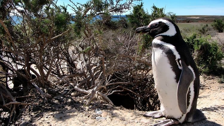 Punta Tombo Penguin Rookery