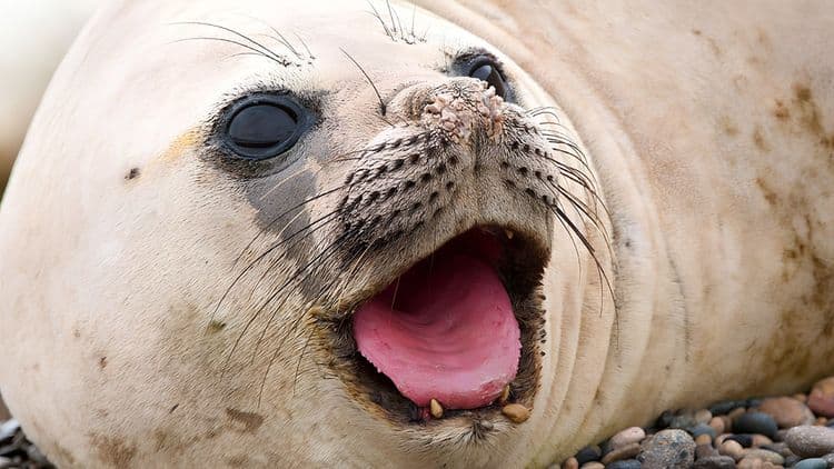 Exclusive Peninsula Valdes Wildlife Sanctuary with Lunch
