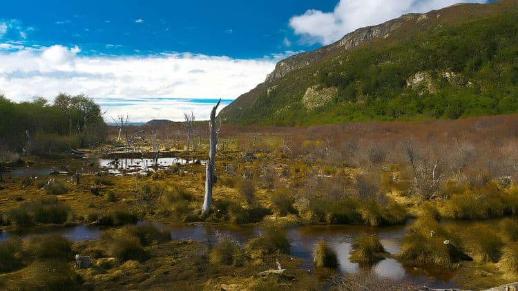 Magallanes Forest Reserve Trekking