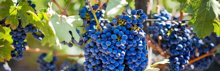 Medoc Vineyards