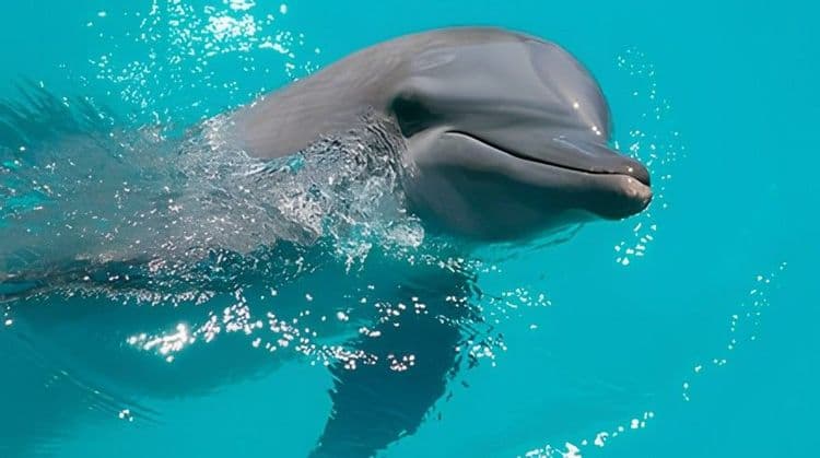 Dolphin Experience