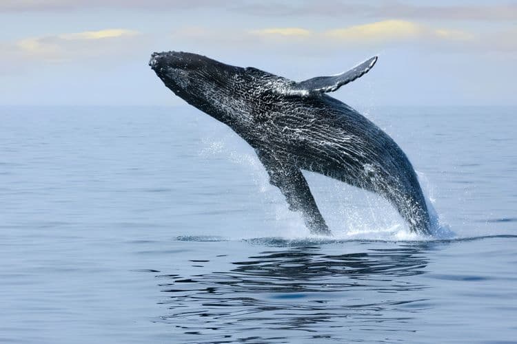 Whale Watching Cruise