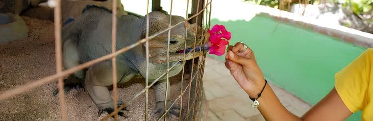 El Serpentario: Wild Animal Rehabilitation Center & Aviary