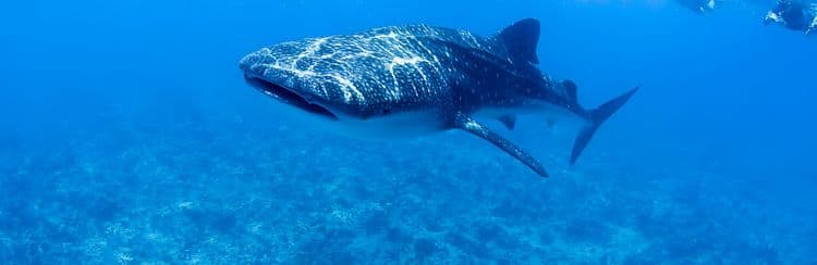 Whale Shark Encounter