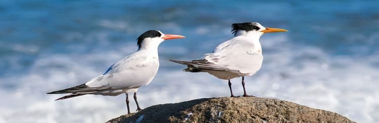 Bird Watching Eco Adventure