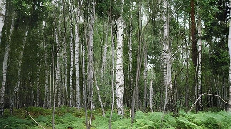 A Plunge Into Nature: a Walk to Hereid