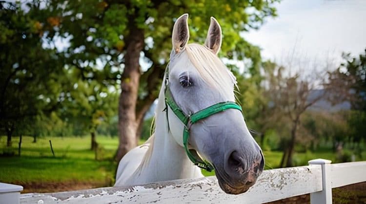 Pilgrimage to the Lipizzan Horses