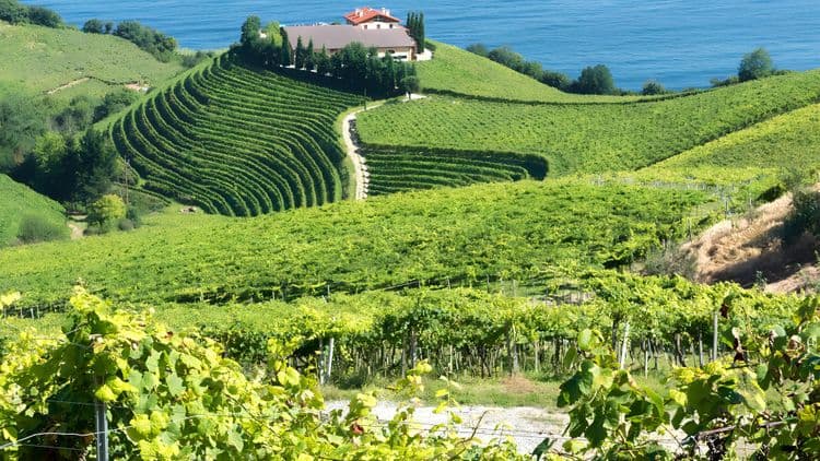 Txakoli Wine Tasting