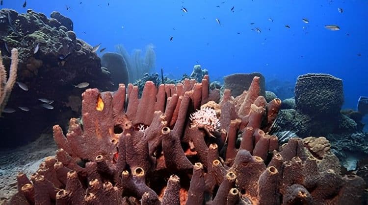 Champagne Reef Snorkel
