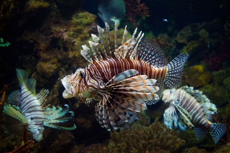 Discovery Family Barcelona City Tour & Aquarium