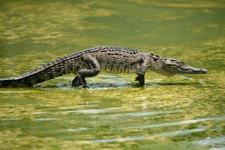 Crocodile Safari