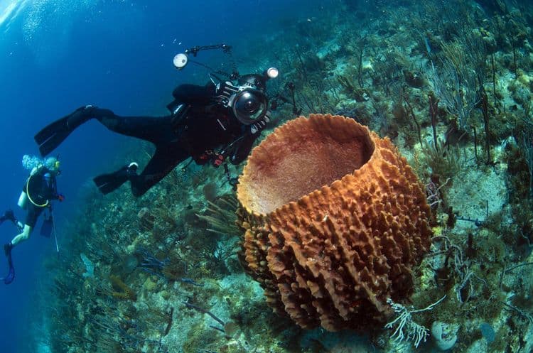 Scuba Diving St. Kitts for Certified Divers