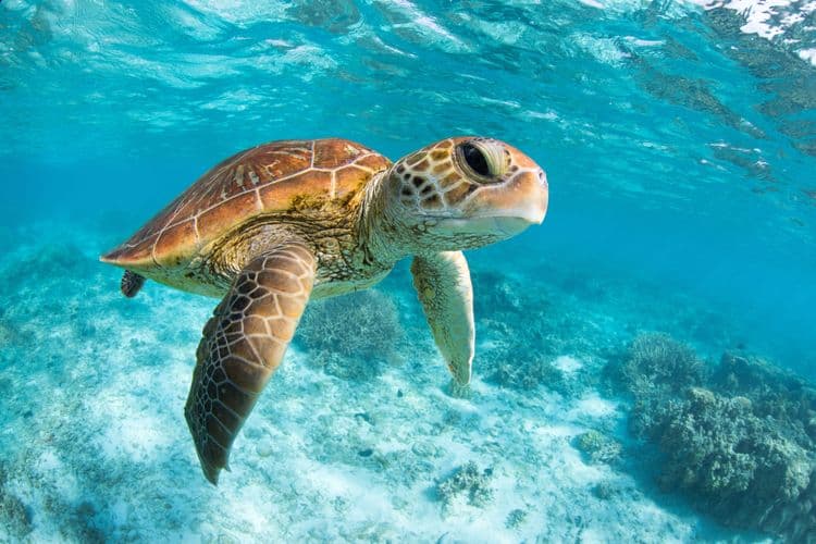 St. Croix's Sea Turtle Swim & Snorkel