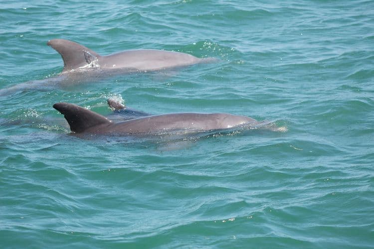 Dolphin Watch and Wildlife Snorkel