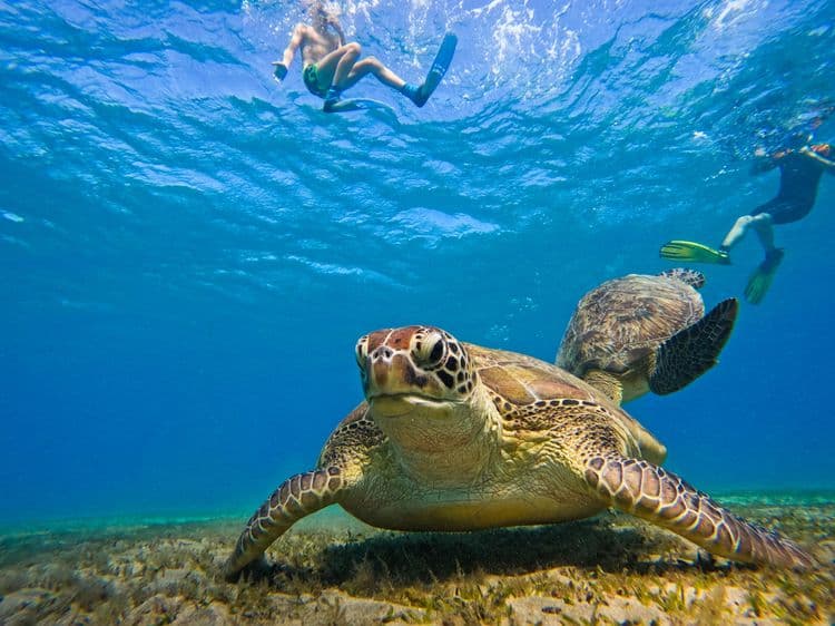 Double Dip Snorkel Trip in the Keys