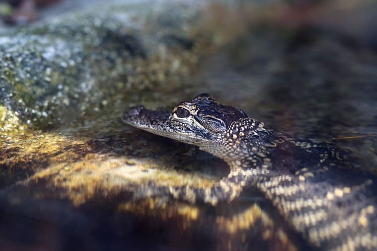 Florida Keys Island Beauty & Wildlife Safari