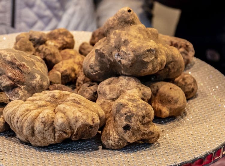 On the Hunt for Tuscan Truffles