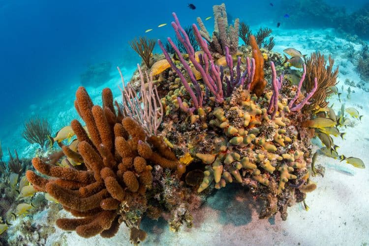 Coral Gardens & Stingray Sandbar Interaction