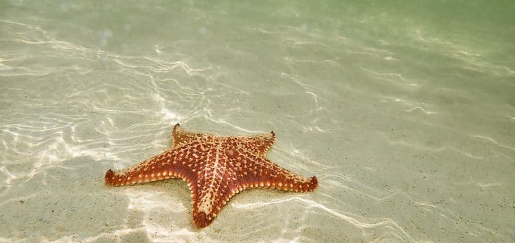 Snorkel & Starfish Point Beach