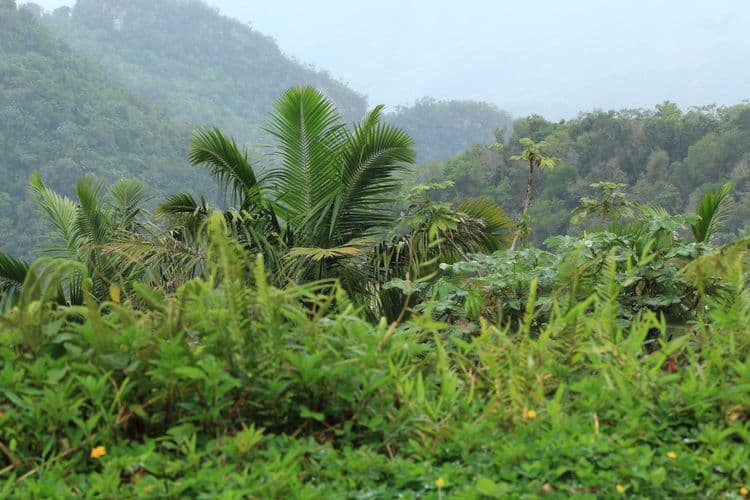 Rainforest Visit