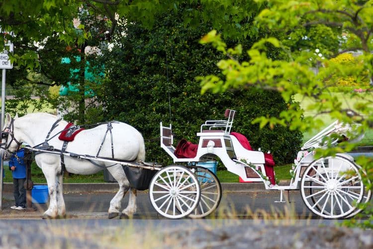 Horse-Drawn Trolley