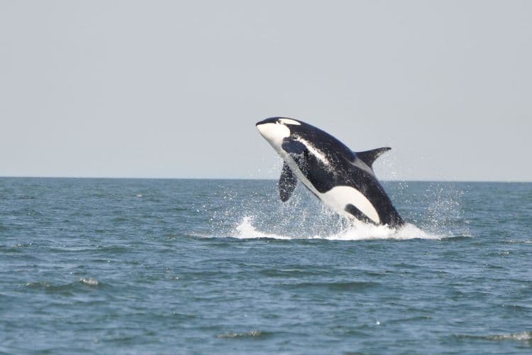 Orca Whale Watching