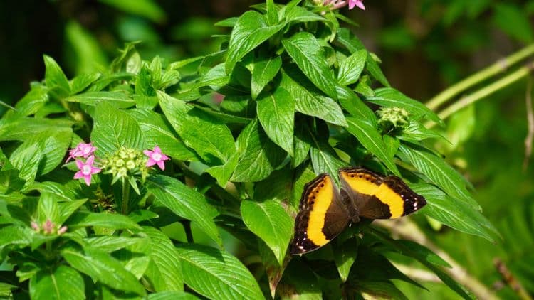 Butterfly Sanctuary & Aussie Wildlife