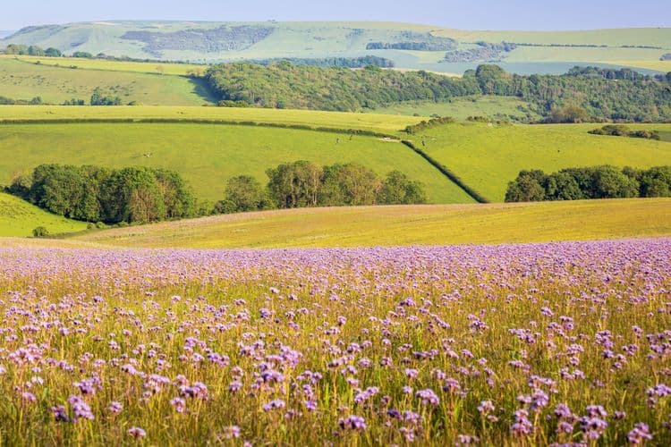 Countryside Drive & Medieval Rye