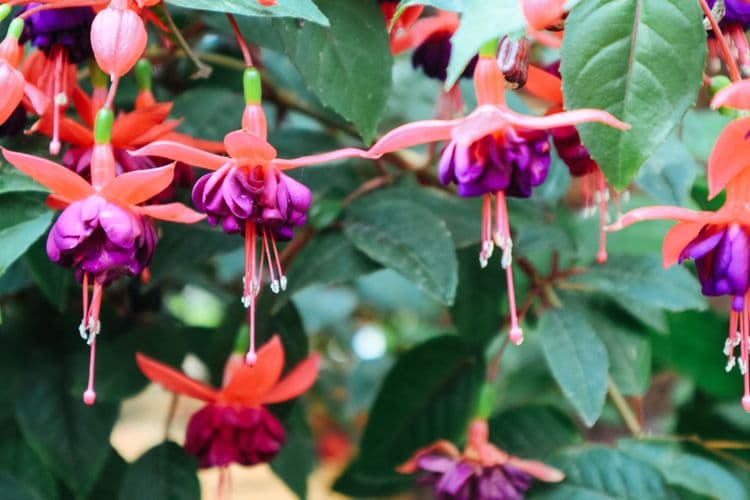 Atlantic Botanical Gardens & Laboral University