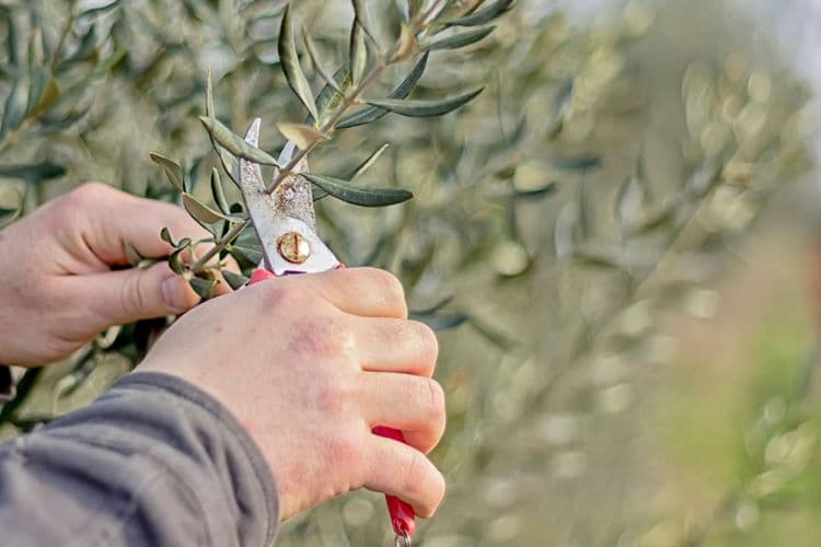 Eumelia Farm Experience