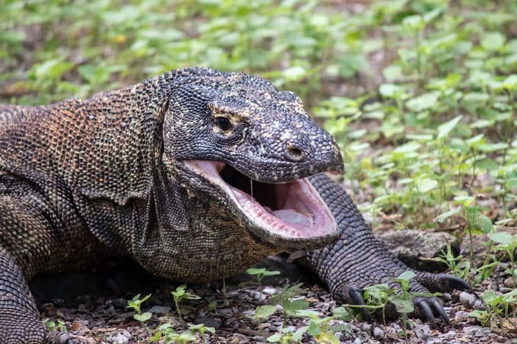 Komodo Dragons