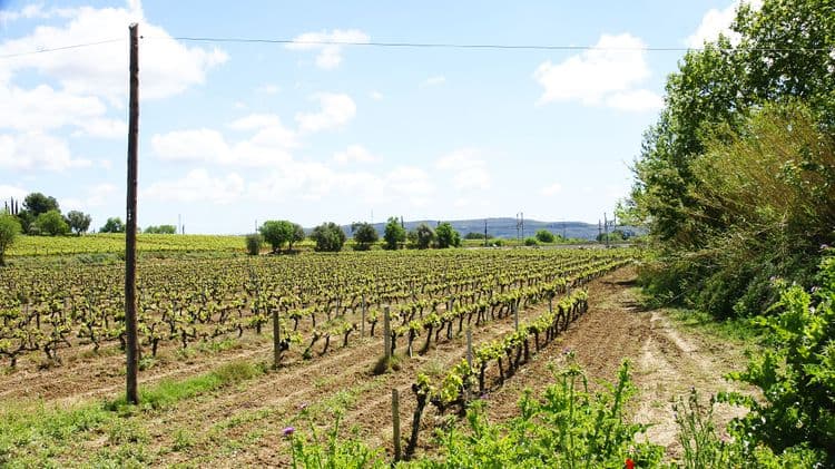 Montrubi Winery, Food & Outstanding Views