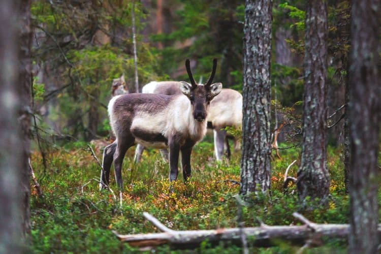 Meet The Reindeer At Nuuksio Nat