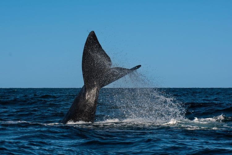Coastal Whale Watching
