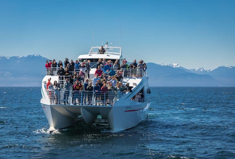 Island Whale Watching